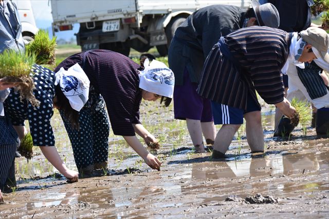 「新潟米作りワークショップ（田植え）」2日目