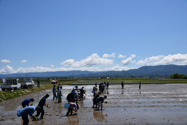 「新潟米作りワークショップ（田植え）」2日目