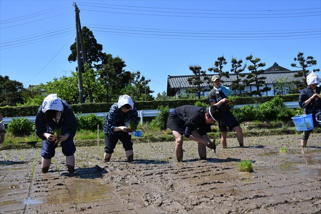 「新潟米作りワークショップ（田植え）」2日目